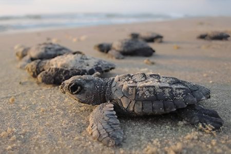 Borneo Sabah, Selingan Turtle Island myr1397 1