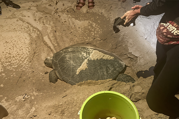 Borneo Sabah, Selingan Turtle Island myr1397 9