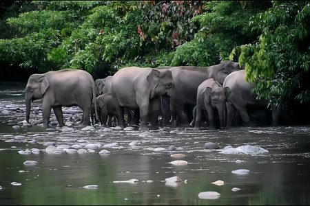 Jungle Tour at Danum Valley Field Centre 1