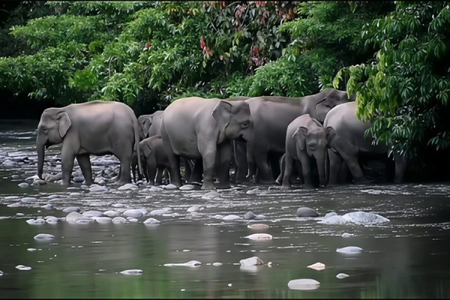 Jungle Tour at Danum Valley Field Centre 1