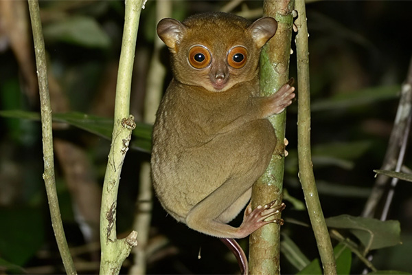 Jungle Tour at Danum Valley Field Centre 5