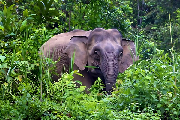 Jungle Tour at Danum Valley Field Centre 6