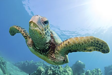 borneo,selingan turtle island 1