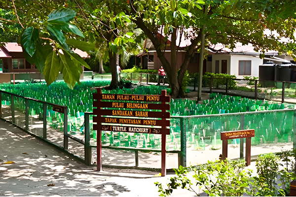 borneo,selingan turtle island 4