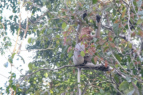 kinabatangan river 3