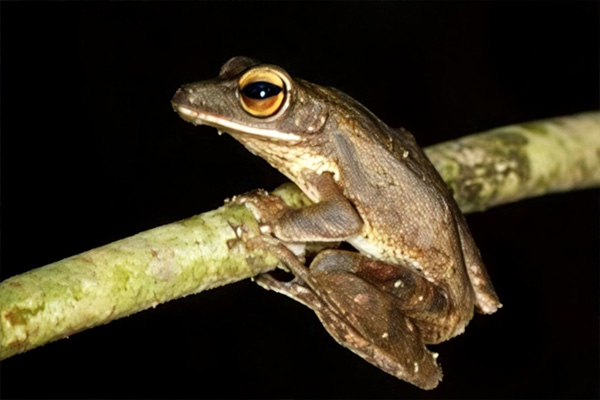 kinabatangan river 6