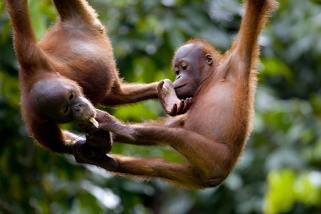 wildlife conservation tour 1