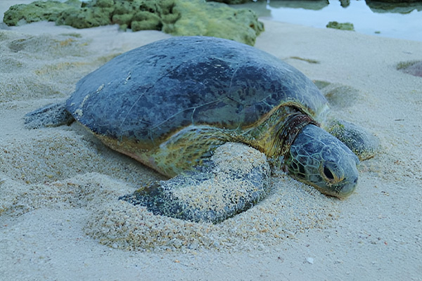 wildlife conservation tour 3