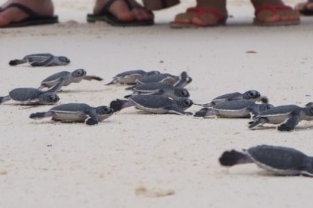 Turtle Conservation Project